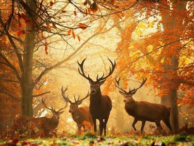 Forest-Pictures-With-Animals.jpg